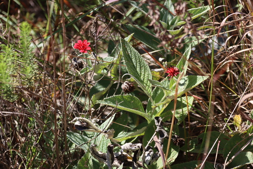 Image of Erythrocephalum longifolium by (c) Tony Rebelo, some rights reserved (CC BY-SA)