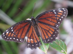 Limenitis archippus floridensis
