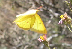 Colias harfordii
