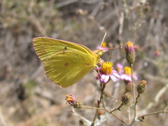 Colias harfordii