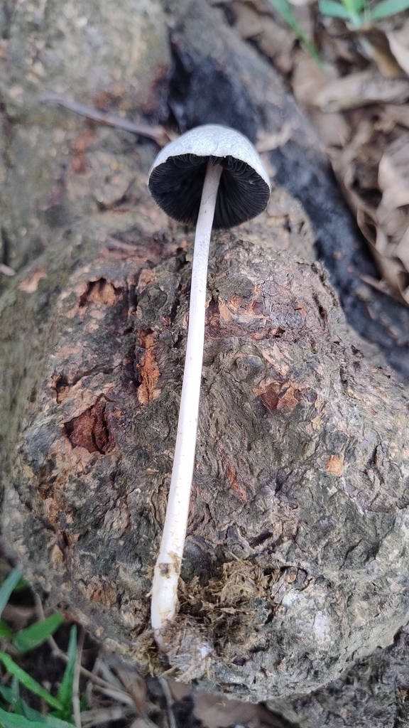 Panaeolus antillarum · April 2025 · photo: © biomartita (iNaturalist, cc-by)
