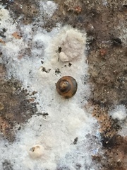 Euconulus fulvus