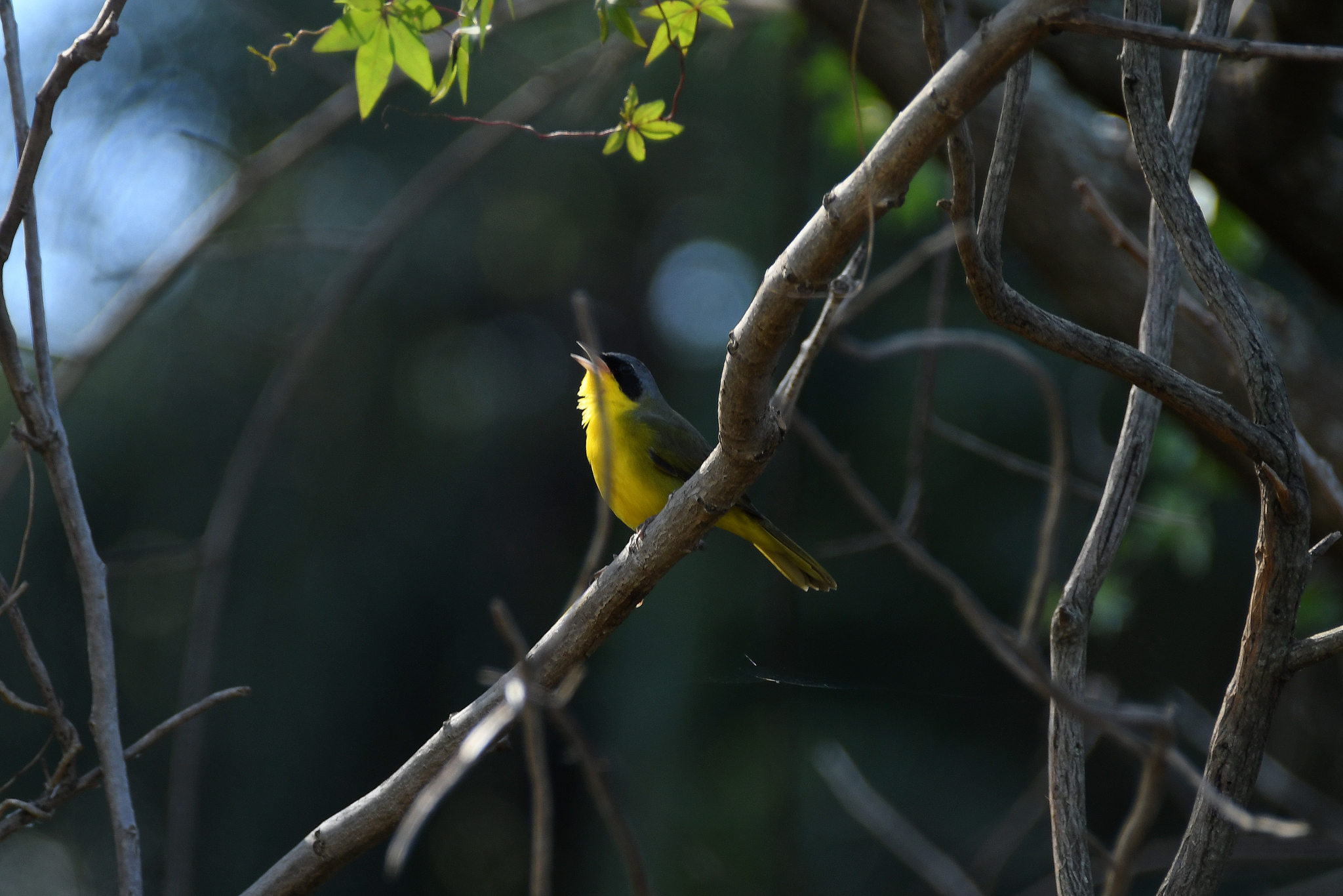 Southern Yellowthroat (Geothlypis velata)