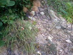 Allium marschalianum