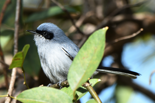 Masked Gnatcatcher (Polioptila dumicola), photo 10