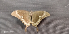 Papilio crino