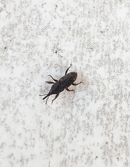 Sitophilus zeamais