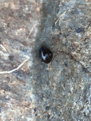 Euconulus alderi