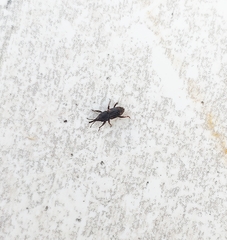Sitophilus zeamais