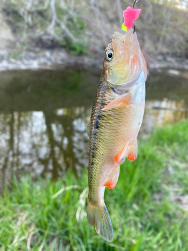 Common Shiner