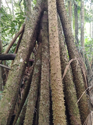 walking palm