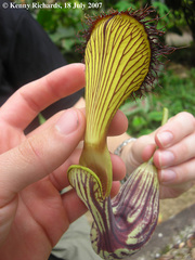 Aristolochia schultzeana