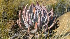 Aloe peglerae