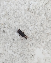 Sitophilus zeamais