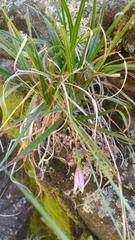 Xerophyta adendorffii