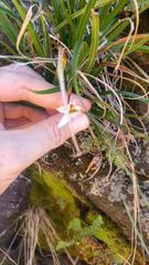 Xerophyta adendorffii