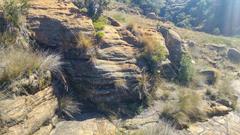 Xerophyta adendorffii