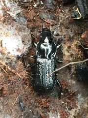 Pterostichus punctatissimus