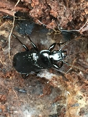 Pterostichus punctatissimus
