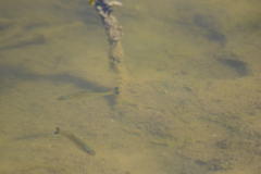 Micropterus salmoides