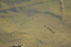 Micropterus salmoides