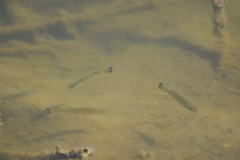 Micropterus salmoides