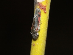 Homalodisca liturata