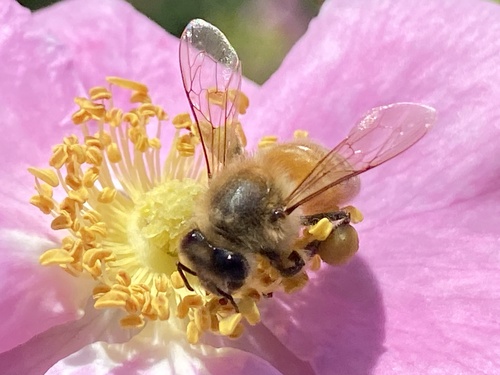 iNaturalist observation photo of Western Honey Bee