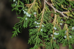 Juniperus blancoi