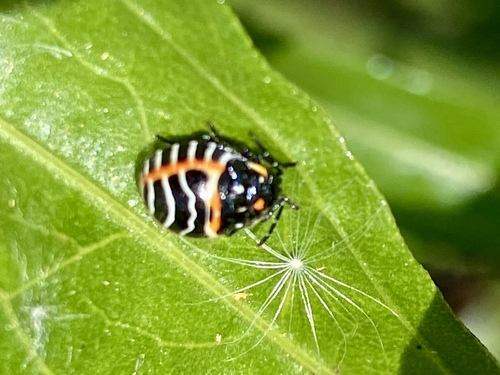 iNaturalist observation photo of Harlequin Bug