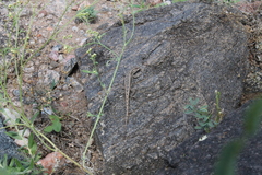 Liolaemus chacoensis