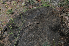 Liolaemus chacoensis