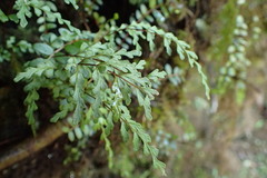 Lindsaea trichomanoides