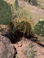 Opuntia cyclodes