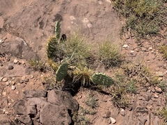 Opuntia cyclodes