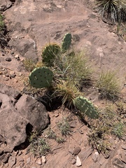 Opuntia cyclodes