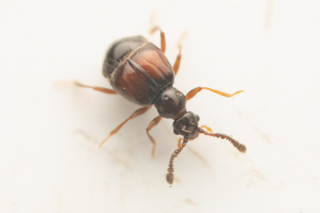 Reichenbachia binodifer