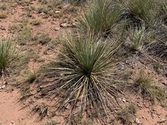 Yucca campestris