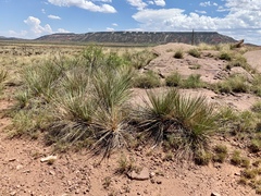 Yucca campestris