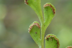 Lindsaea trichomanoides