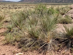 Yucca campestris