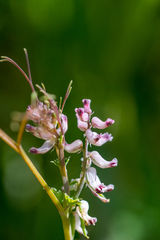 Cysticapnos cracca