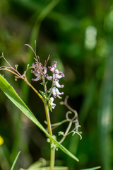 Cysticapnos cracca