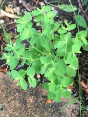 Euphorbia peplus