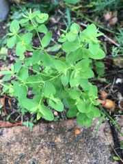 Euphorbia peplus