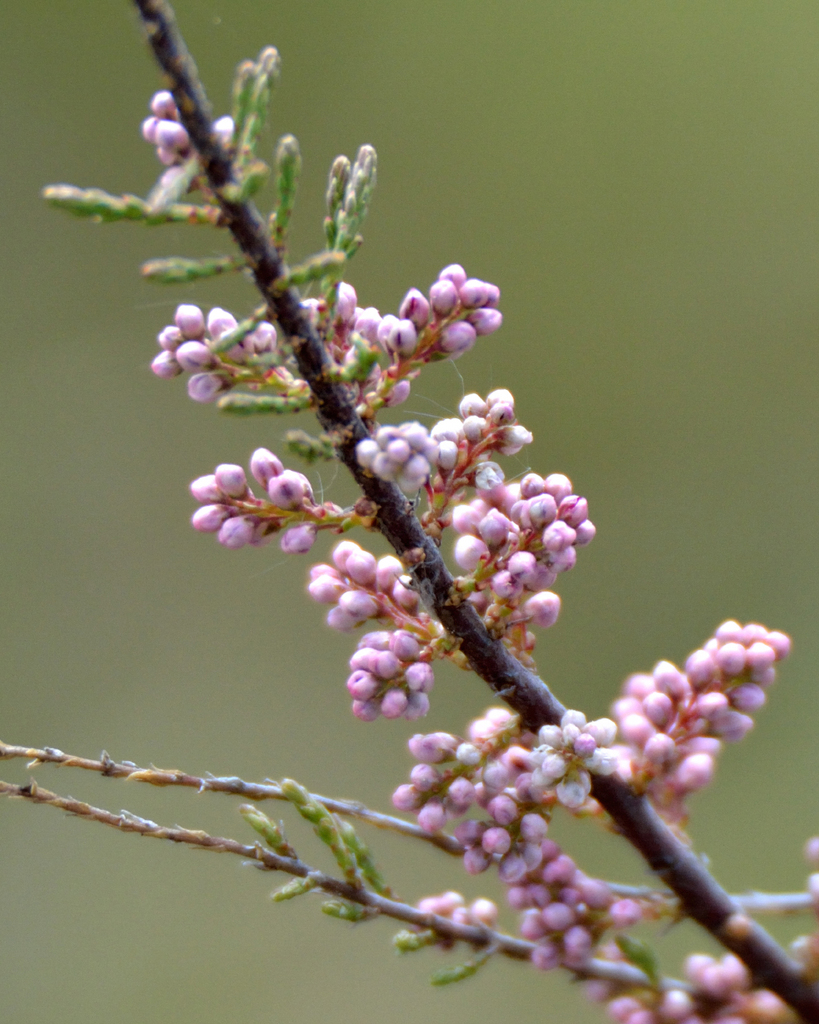 Tamarix laxa (Tamarix laxa)