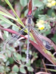 Lestes congener