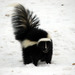 Striped and Hooded Skunks - Photo (c) Petroglyph, some rights reserved (CC BY-NC-SA)