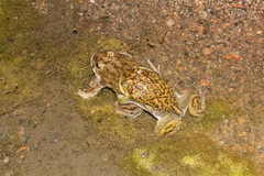 American Ground Frog photo 4
