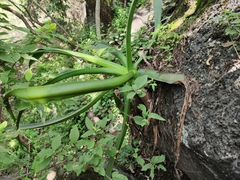 Agave vilmoriniana